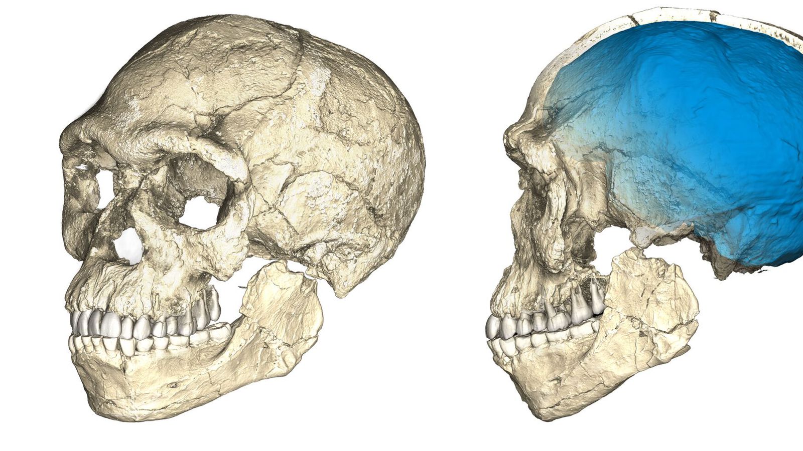 Digging Deep: New study shows how climate informed hominin evolution