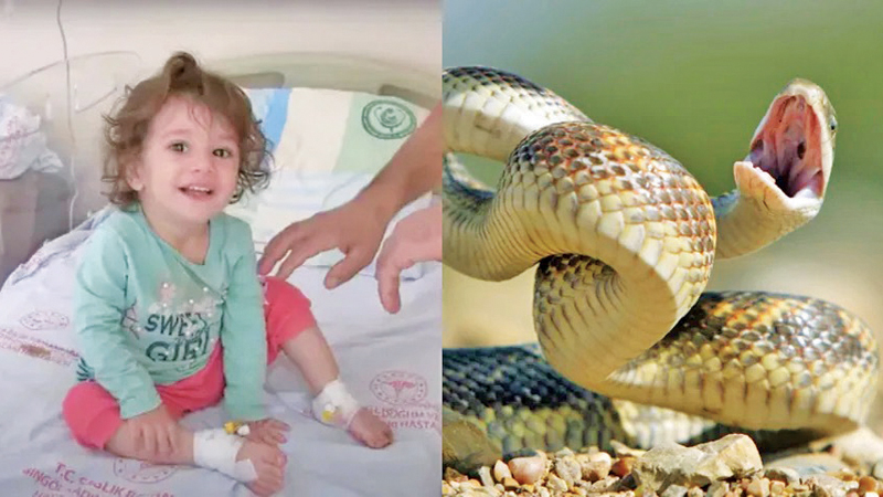 Toddler Kills Snake That Bit Her By Biting It Back: Report