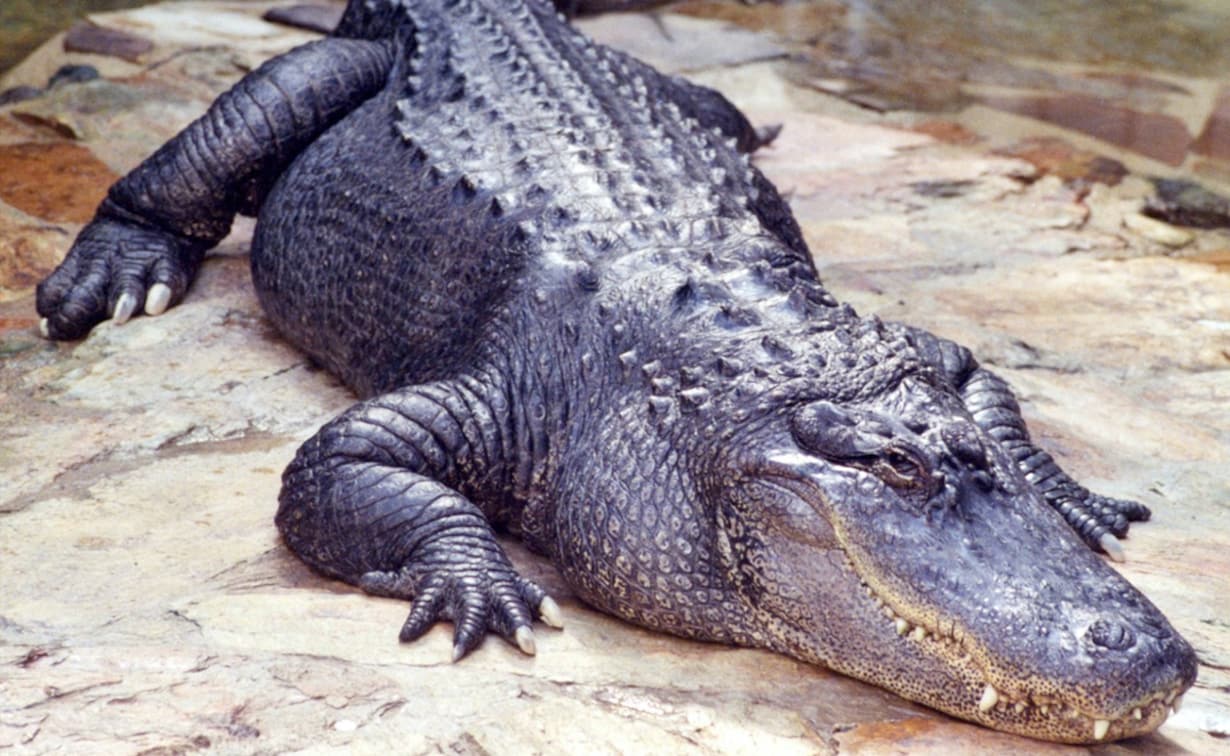 ''It Was Total Surprise'': Florida Man Attacked By 9-Feet-Long Alligator As He Opened Door
